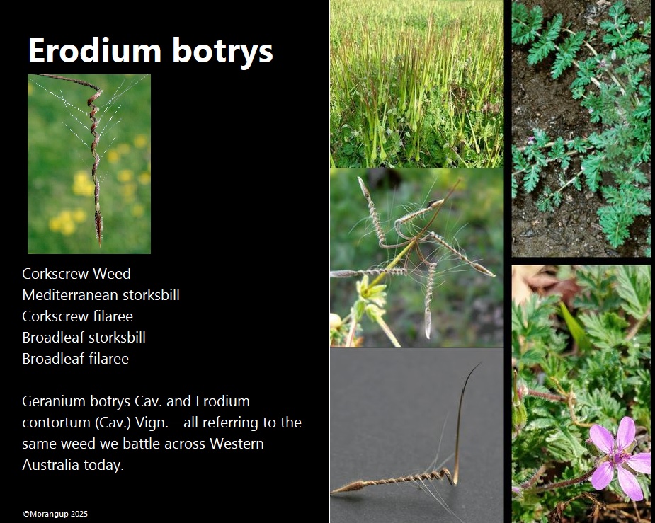 Close-up of corkscrew weed seeds embedded in sheep wool